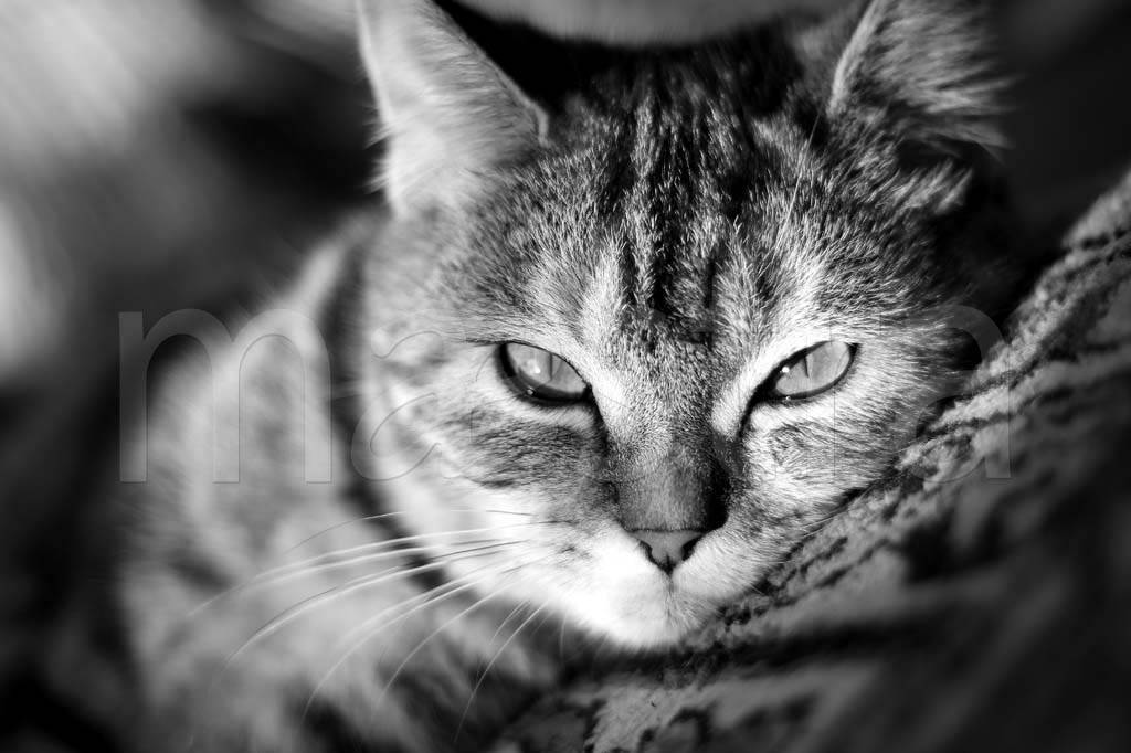 Фотообои Серая кошка